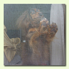 引っ掻きでも破れにくいアミ戸